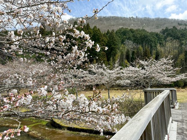 美女山と桜。今が見頃です！